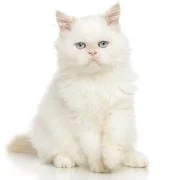 pl 2024 11 persian 2