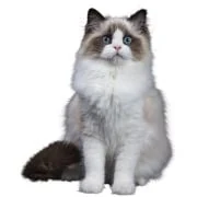 pl 2024 11 ragdoll 2