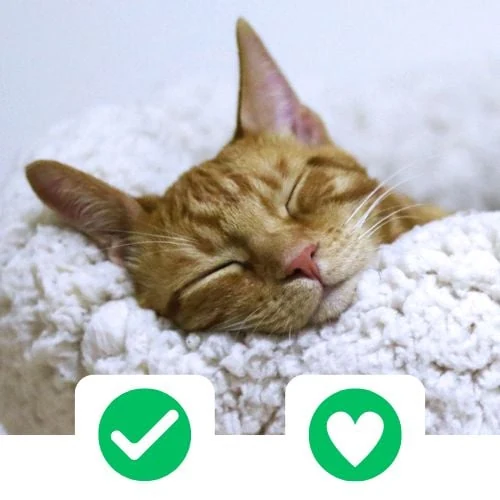 pl 2025 09 CricksyCat fejlesztve 1 1