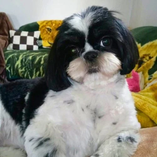 pl 2025 09 Twinky I