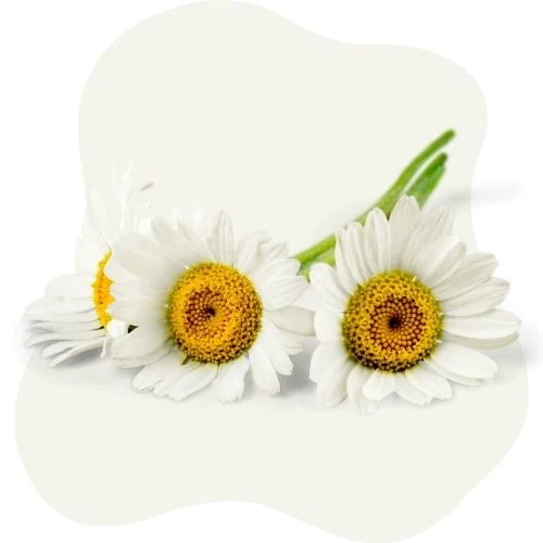 pl 2025 09 chamomile