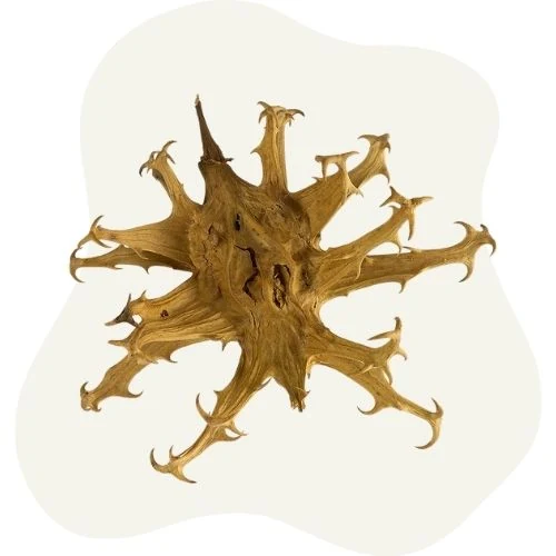 pl 2025 09 devil claw