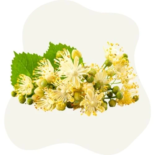 pl 2025 09 linden