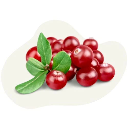 pl 2025 09 red cranberry