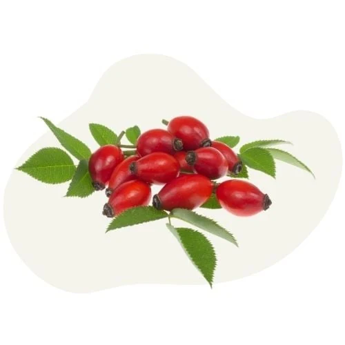 pl 2025 09 rosehip 1