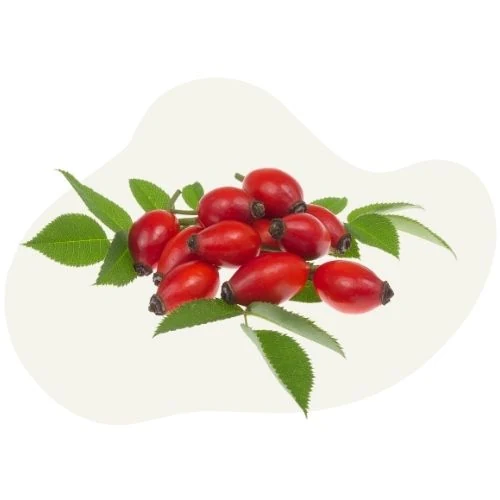 pl 2025 09 rosehip