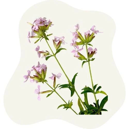 pl 2025 09 soapwort