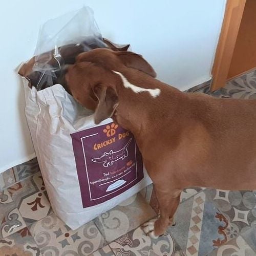 pl customer review 17