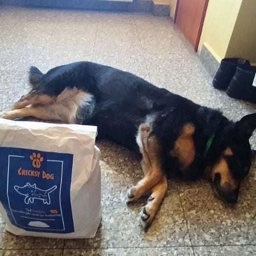 pl customer review 22